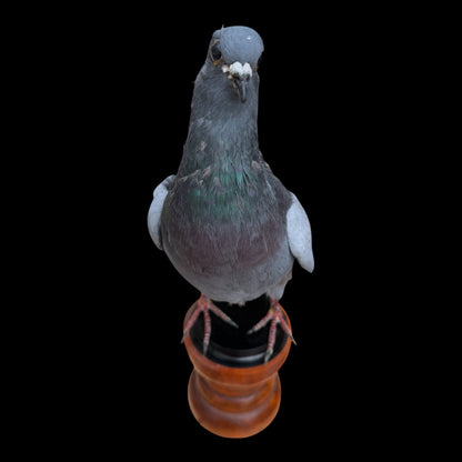 Desk Mounted Pigeon Taxidermy Specimen