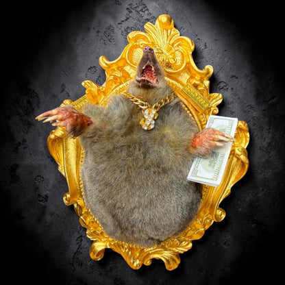 Millionaire Mole Taxidermy Display