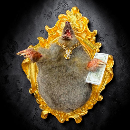 Millionaire Mole Taxidermy Display