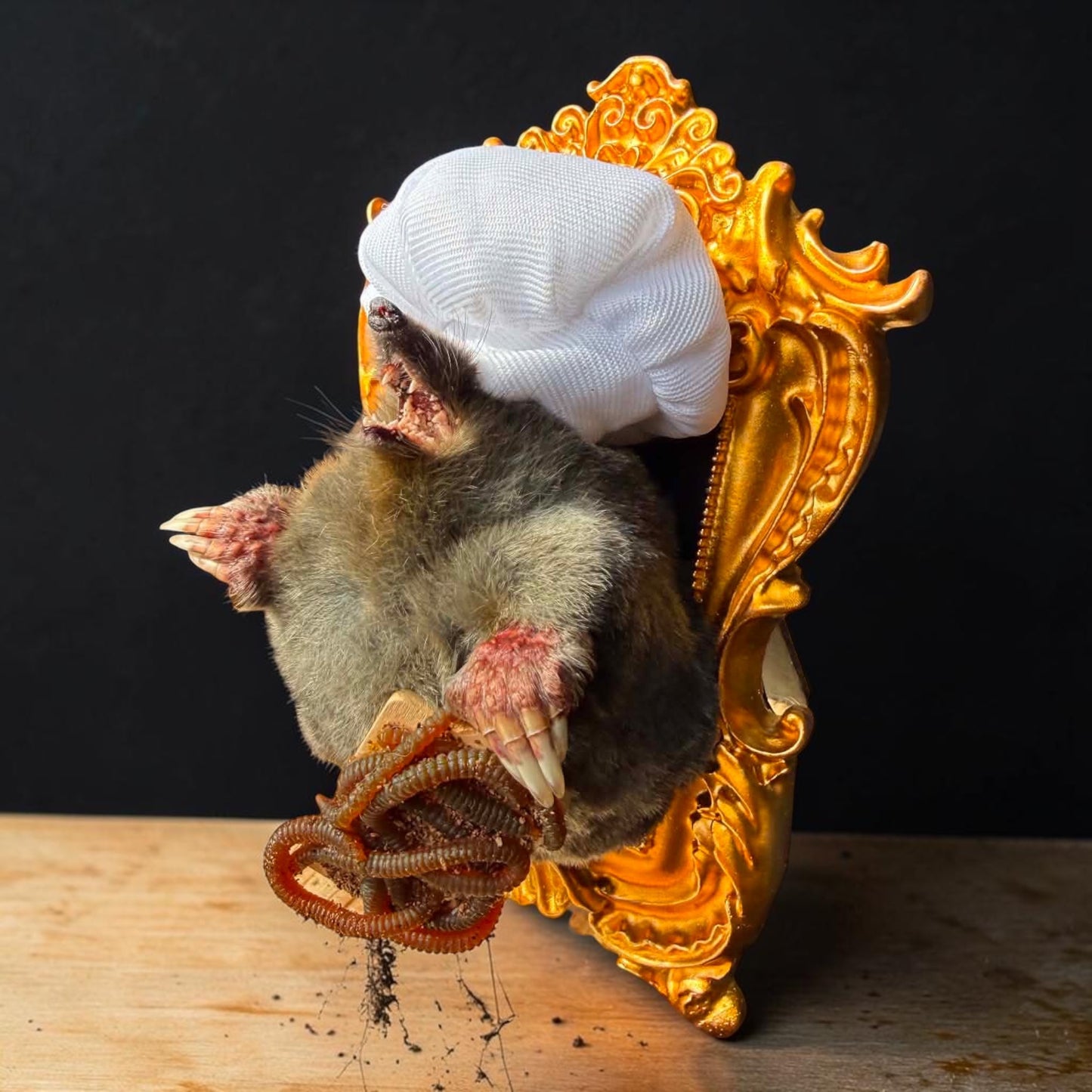 Chef Mole Taxidermy Display