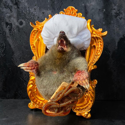 Chef Mole Taxidermy Display
