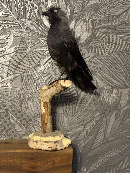 Scottish Jackdaw Taxidermy – One of a Kind