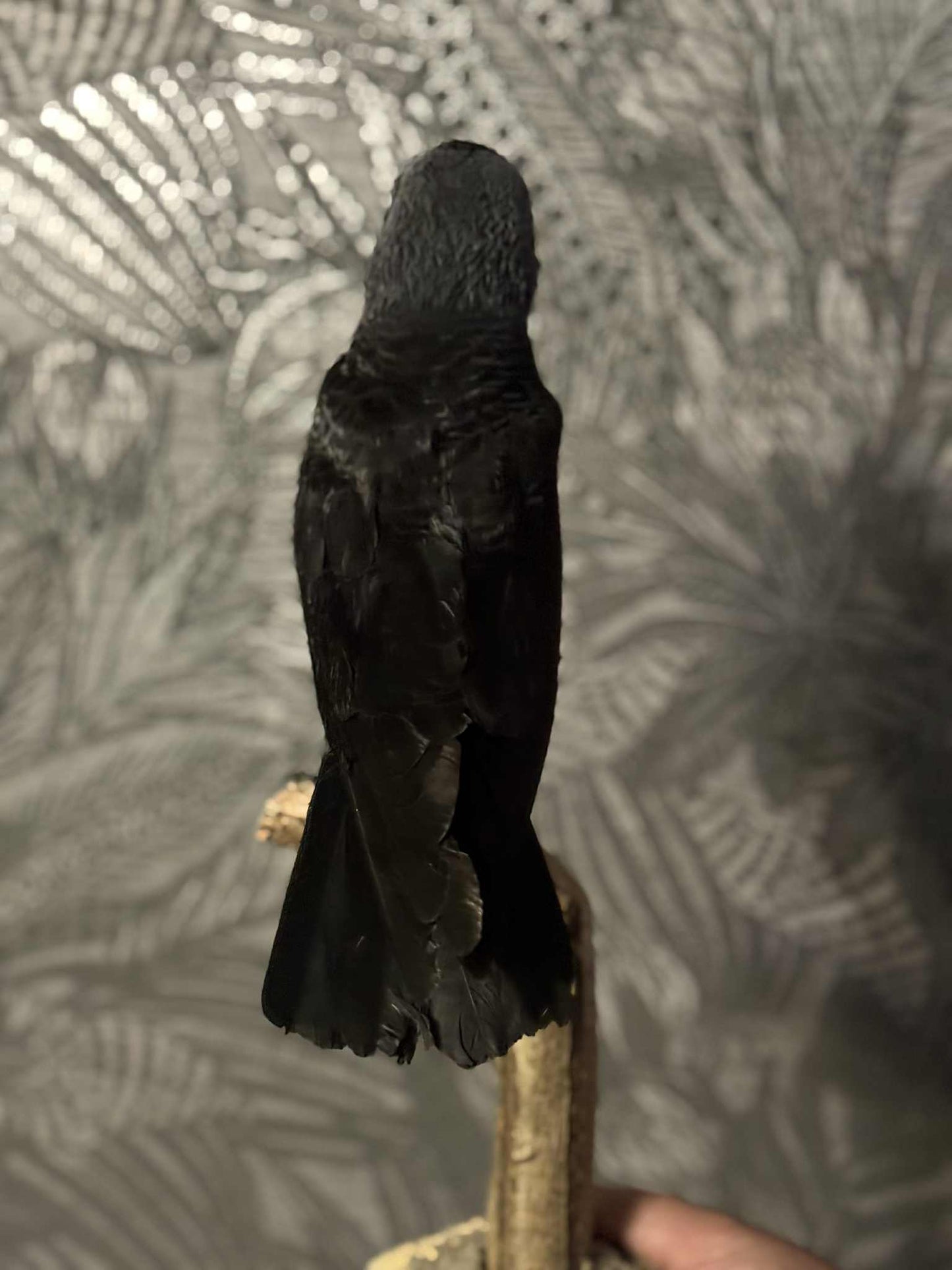 Scottish Jackdaw Taxidermy – One of a Kind