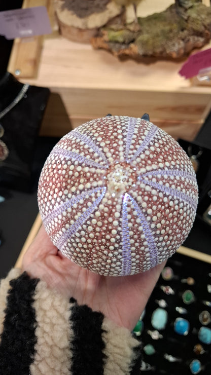 Light Up Sea Urchin