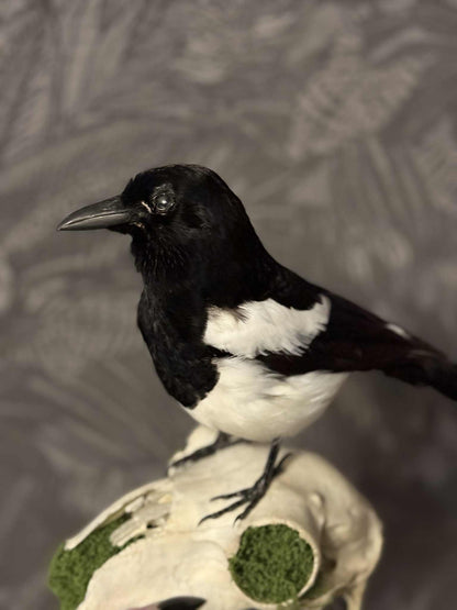 Taxidermy Magpie Mounted on Sheep Skull