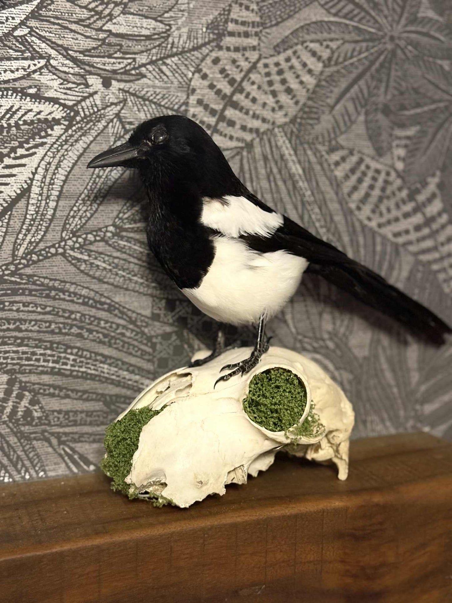 Taxidermy Magpie Mounted on Sheep Skull